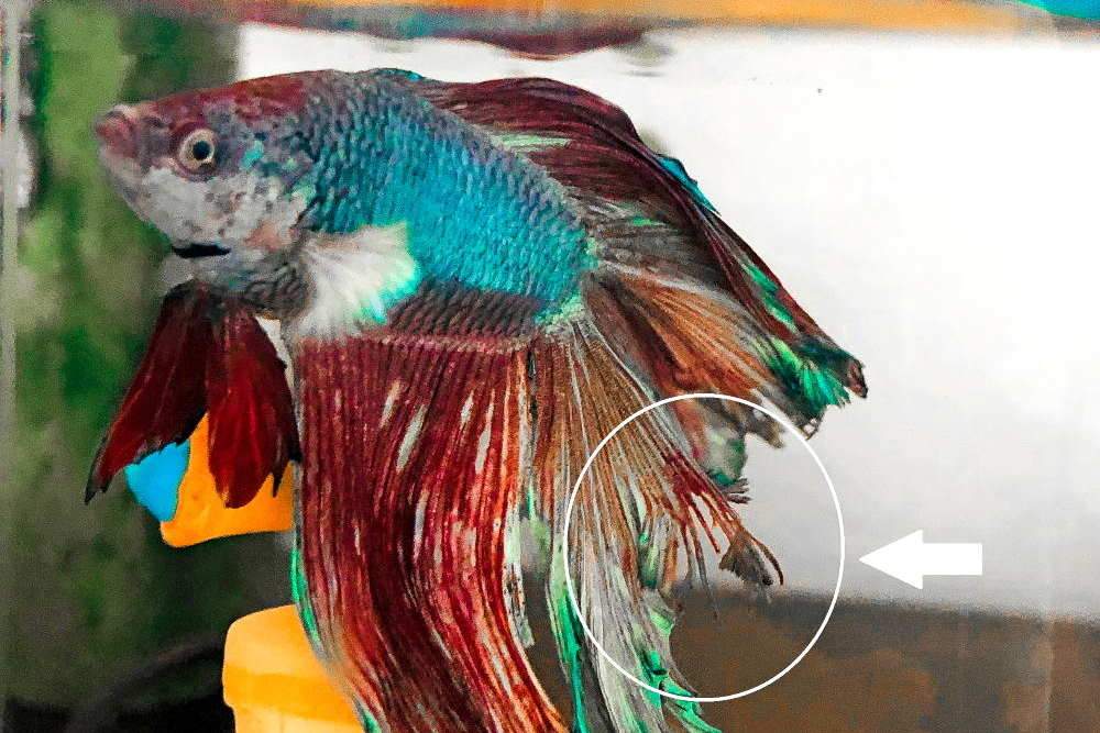 How Long Do Betta Fish Live