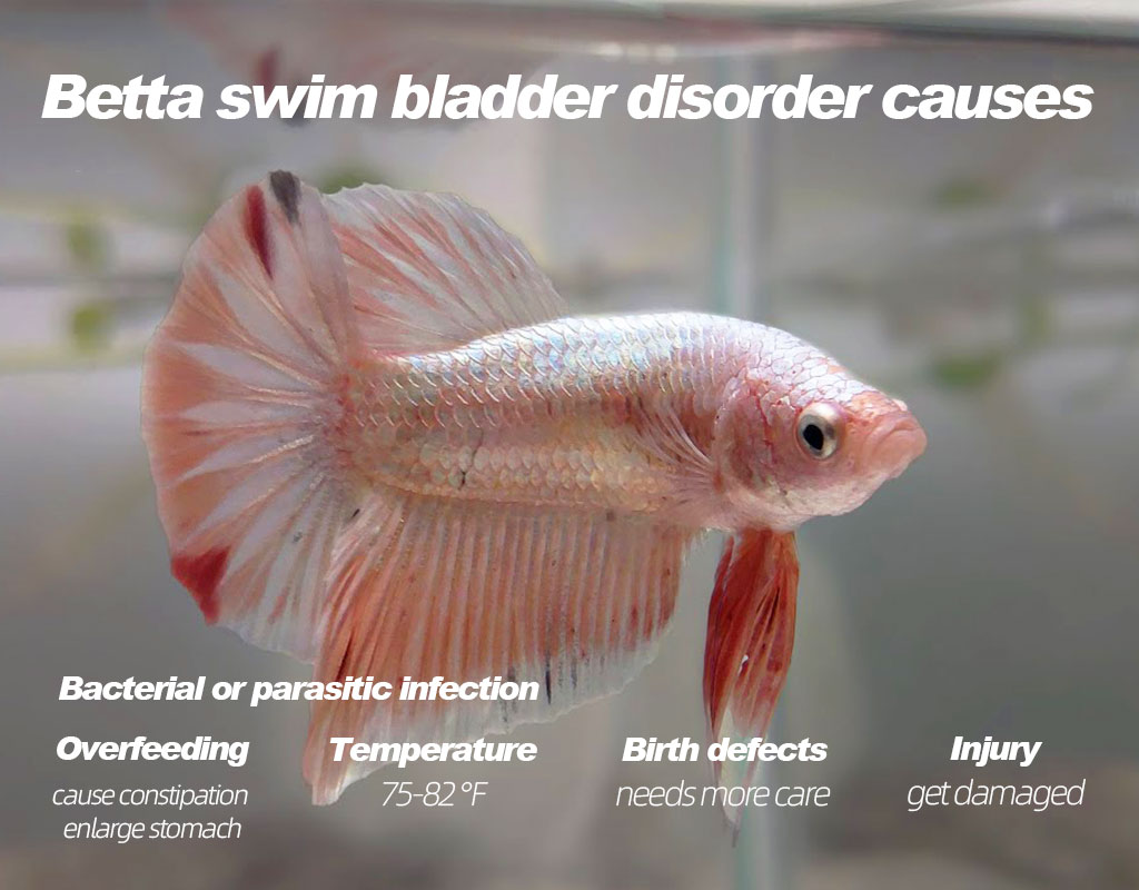 Swim Bladder In Betta Fish