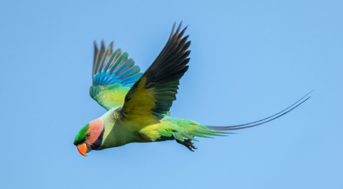 How Long Do Parakeets Live? 9 Different Parakeets Species