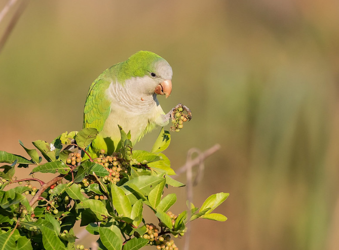 How Long Do Parakeets Live