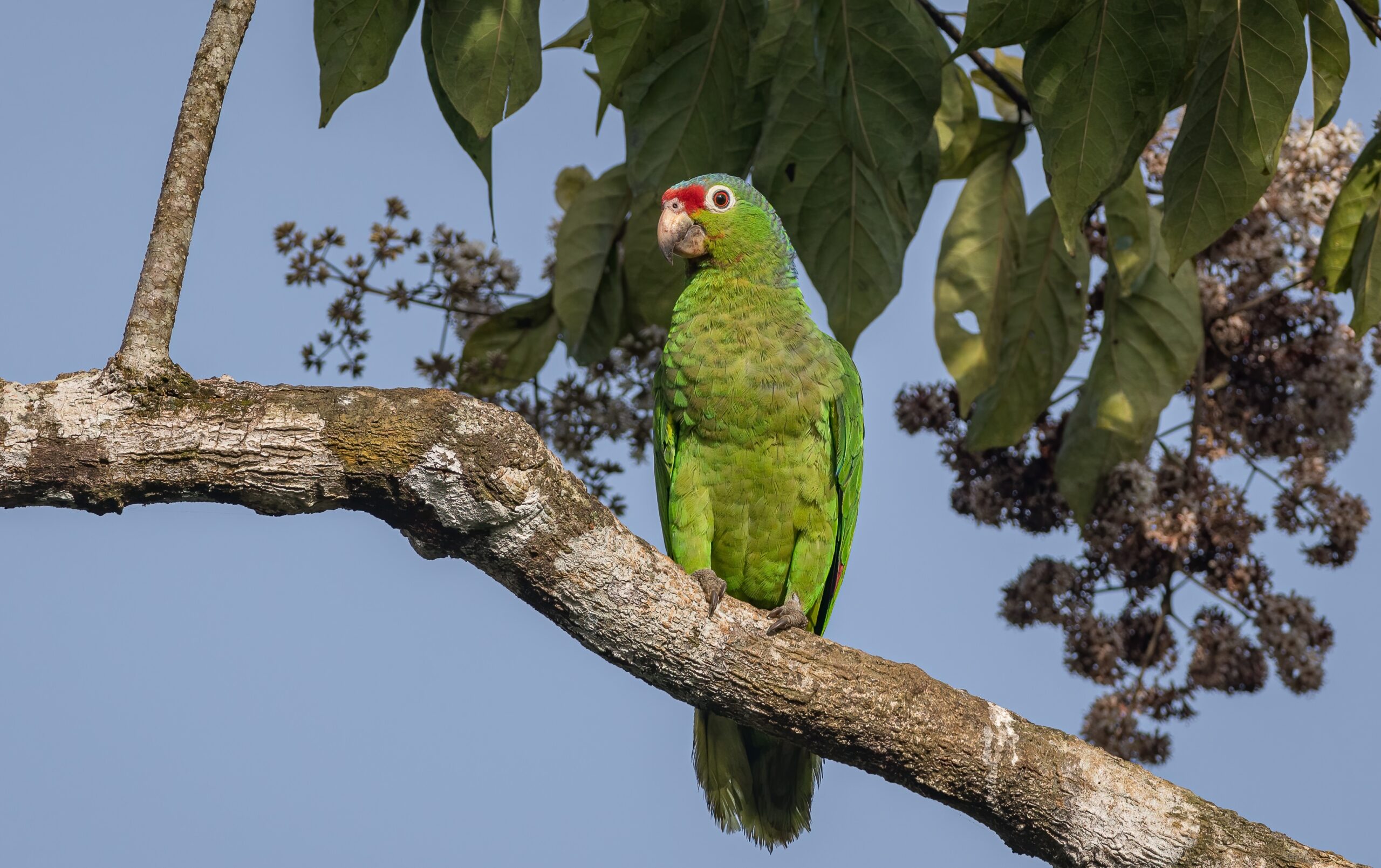 How Long Do Parakeets Live