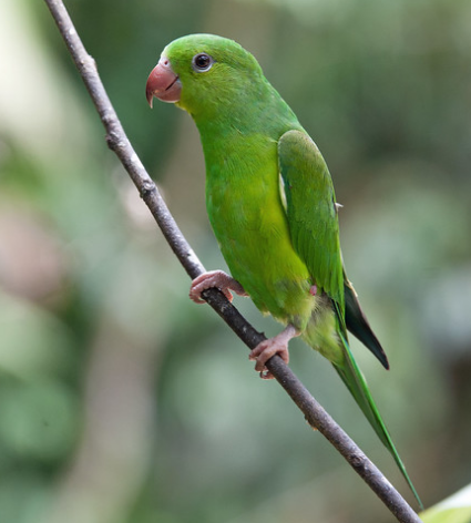 Parakeet Lifespan In Wild