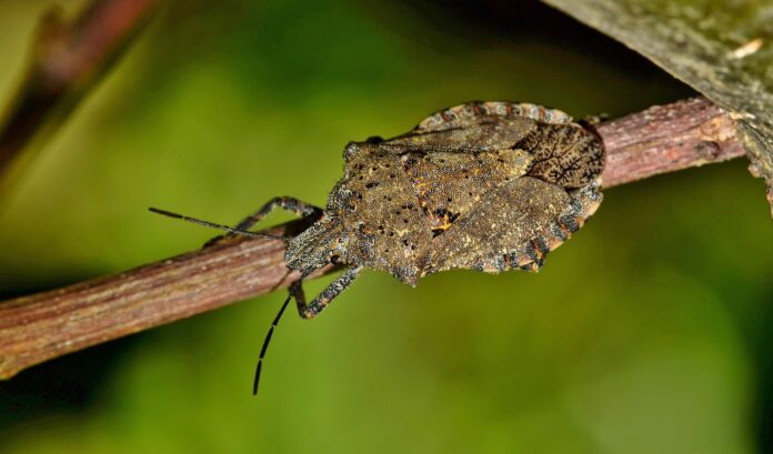 How To Get Rid Of Stink Bugs? 11 Ways To Make Their Stay Tough