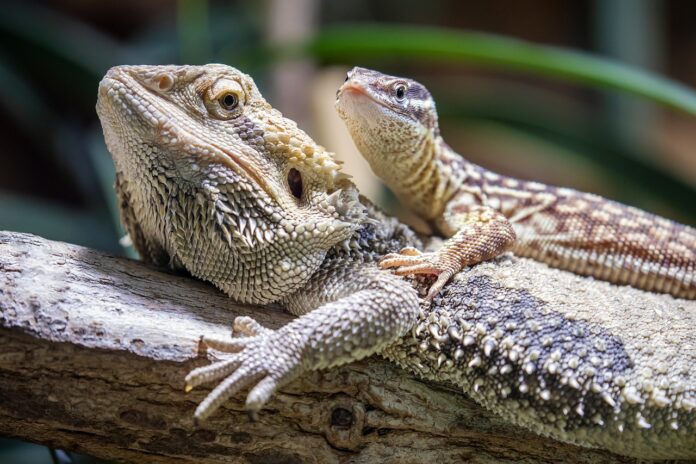 How Long Do Bearded Dragons Live: All You Need To Know