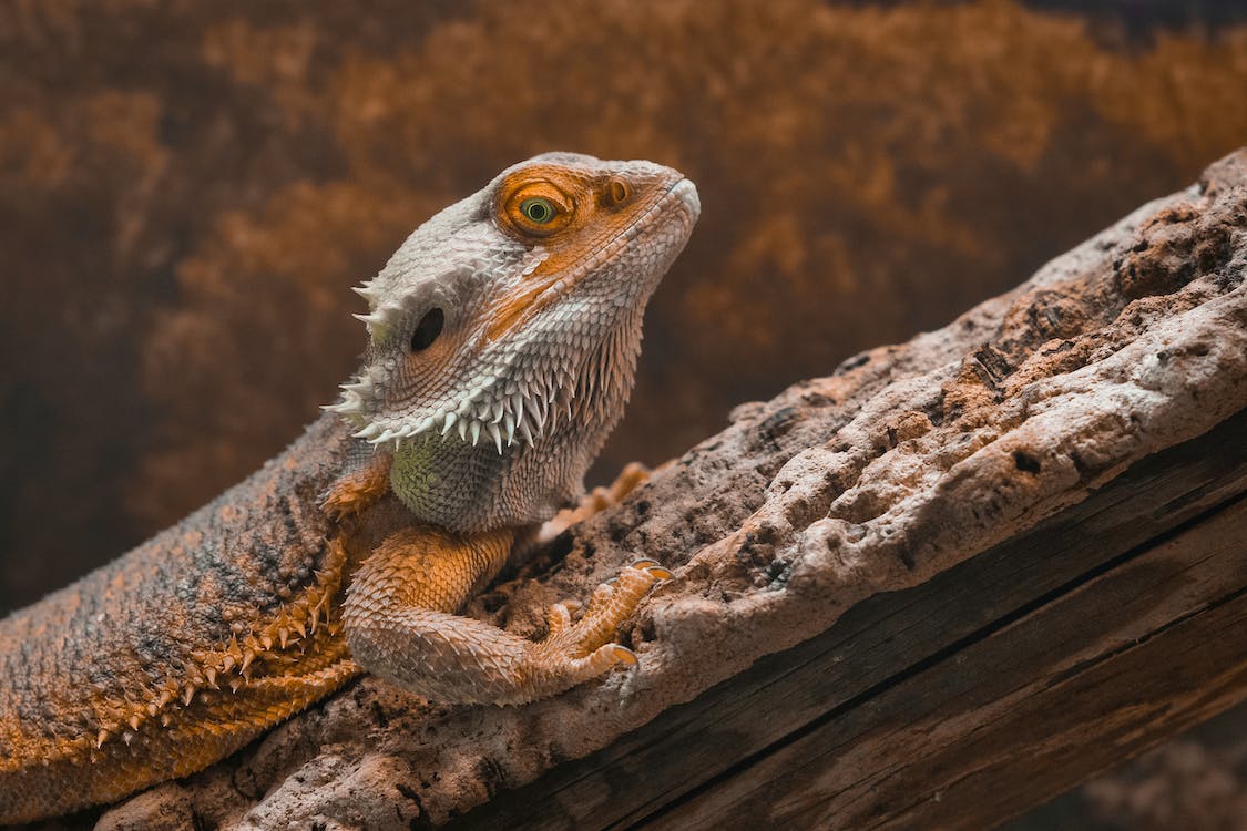 Bearded Dragon Lifespan