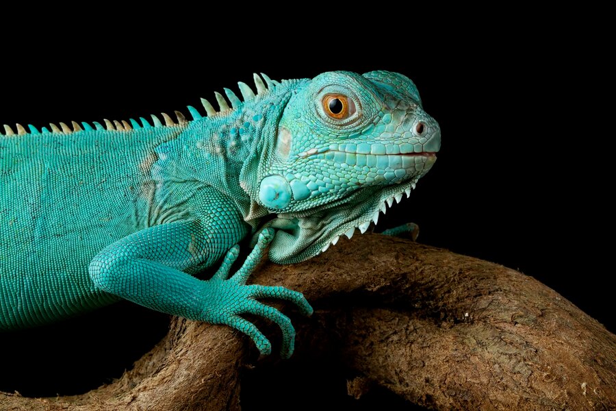 Bearded Dragon Lifecycle