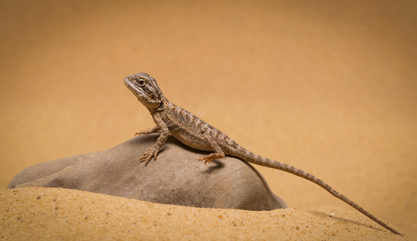 How Long Do Bearded Dragons Live