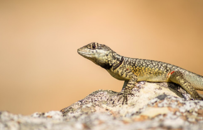 How Long Do Leopard Geckos Live