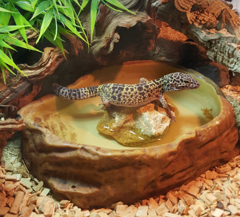 How Long Do Leopard Geckos Live: Top 12 Factors To Consider