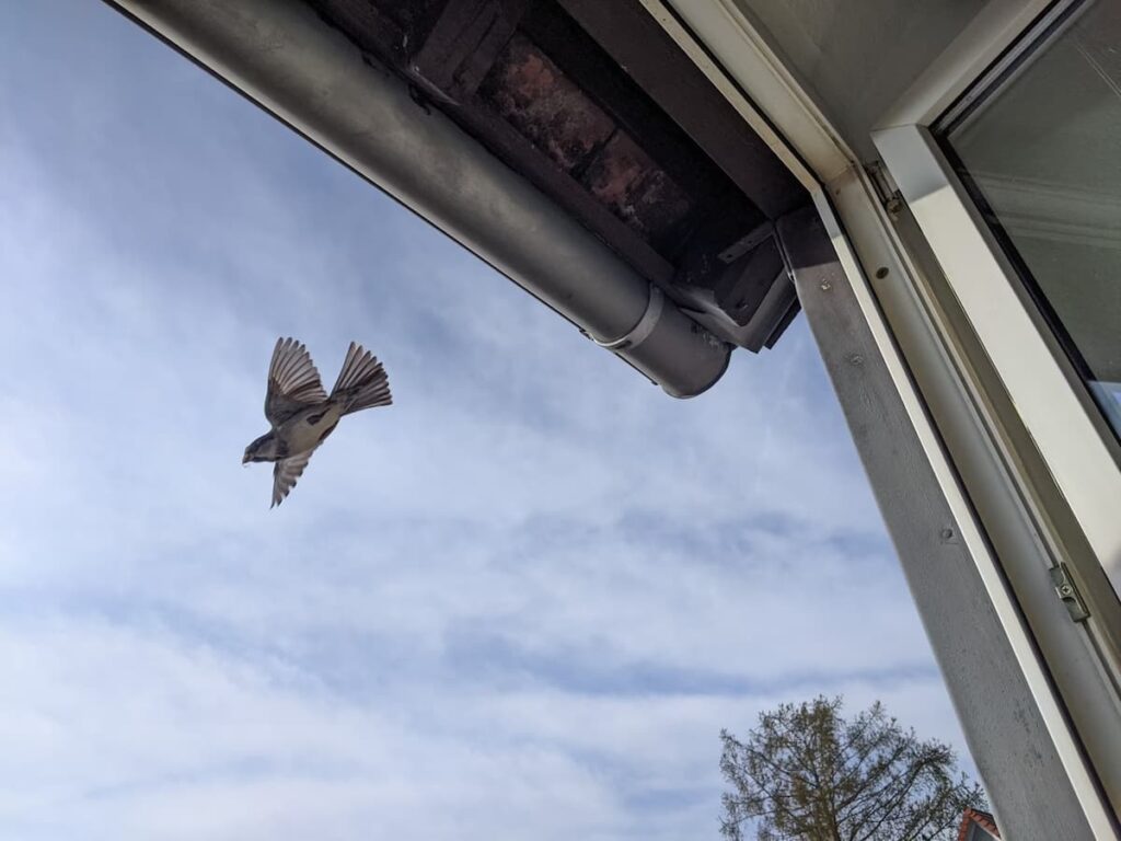 how can i keep birds from flying into my windows