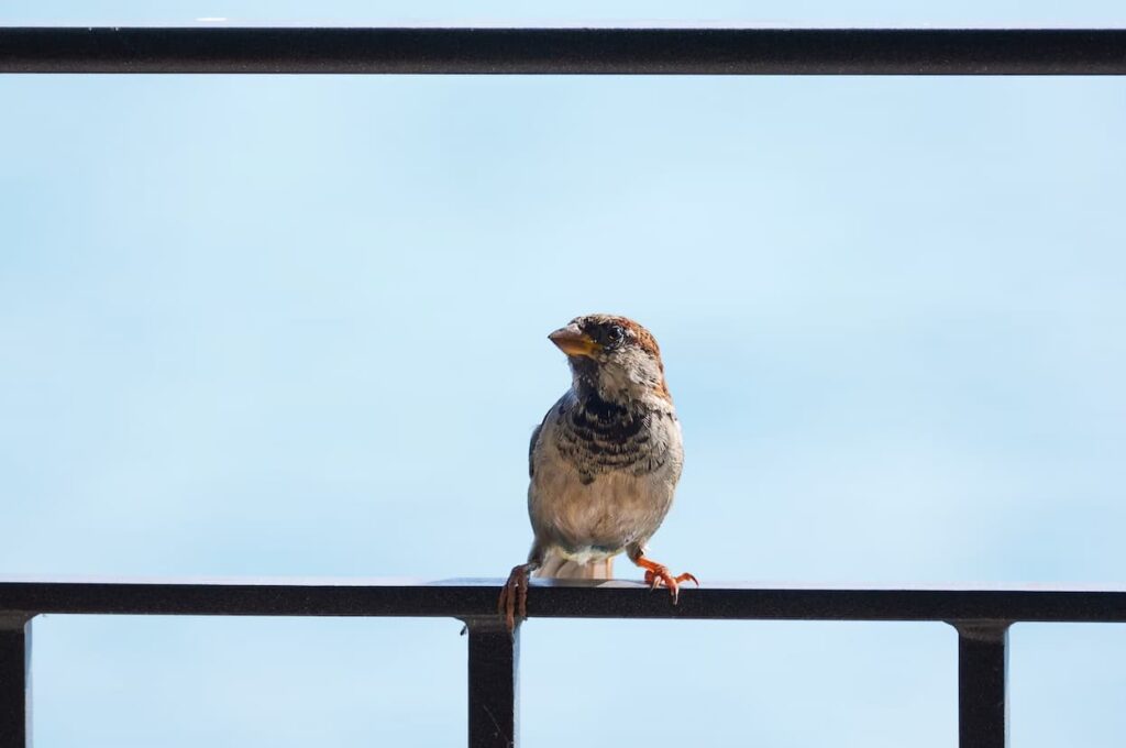 Why Birds Collide With Windows