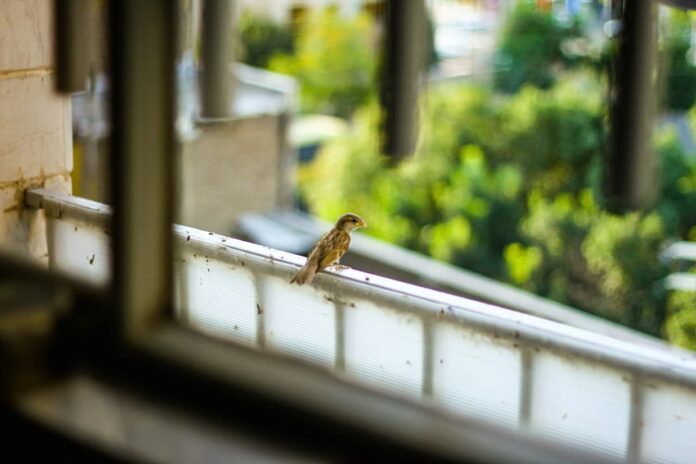 how can i keep birds from flying into my windows