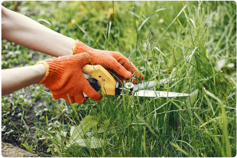 Why Crabgrass Is a Problem